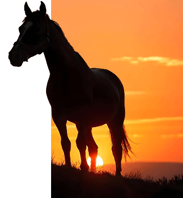 Ahal Teke tüzük